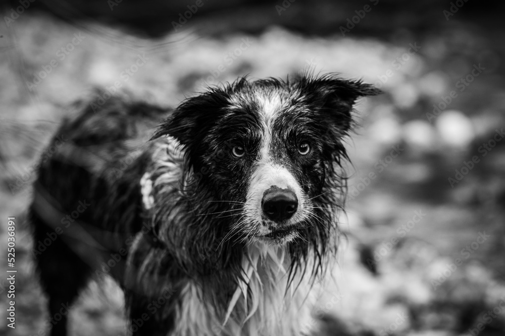 Fototapeta premium Border collie
