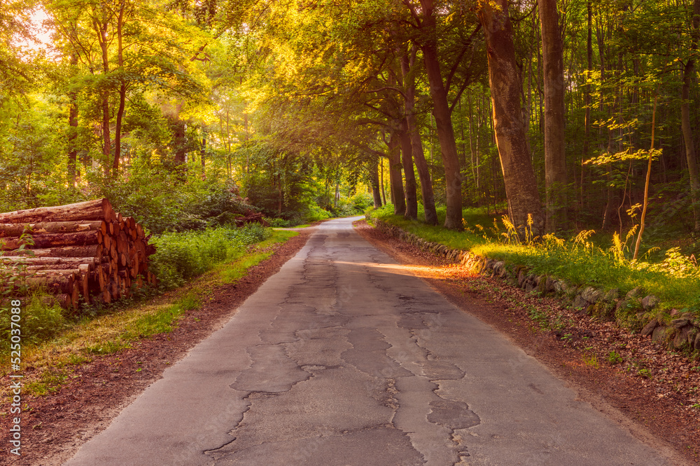 Forest Road in Jutland, Denmark around sunset on summer evening
