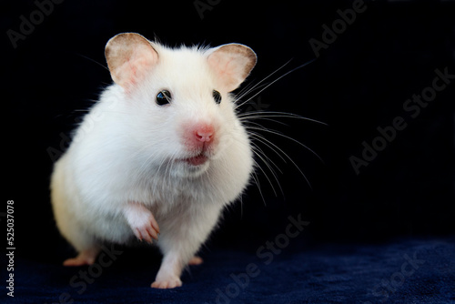 Hamster white pet favorite of children © Stanislav 