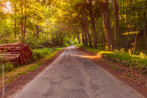 Obraz na płótnie Forest Road in Jutland, Denmark around sunset on summer evening w salonie