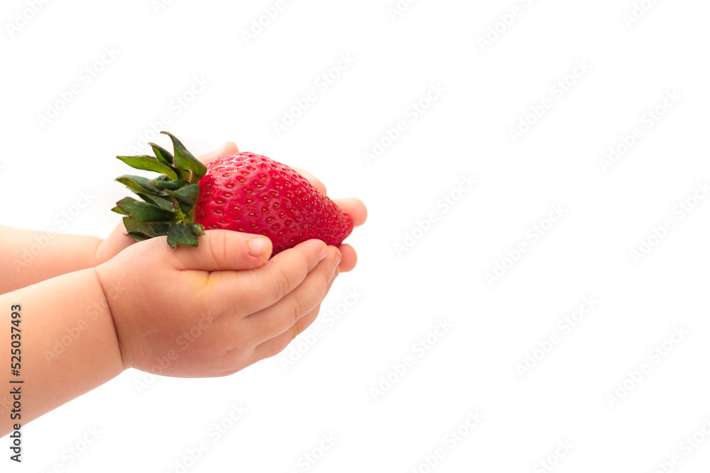 Obraz premium Childs hand holding a red strawberry isolated on wihte background. Minimal, natural, summer fruit arrangement. Organic, raw food. Concept - Eating ugly fruits and vegetables.