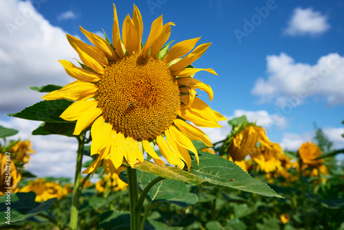 Blooming sunflowers field at summer day. Yellow sunflower head against blue sky. Harvest ripening for sunflower oil production