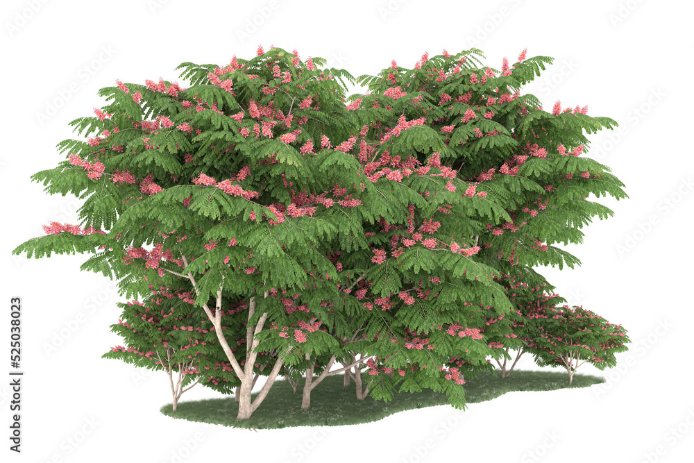 Forest on transparent background. 3d rendering - illustration Forest on transparent background. 3d rendering - illustration