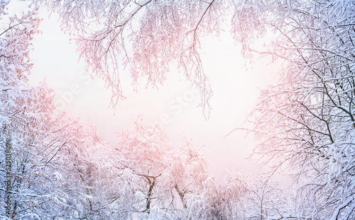 Beautiful atmospheric winter background image of tree crowns covered with frost in the pinkish light of the passing day. Winter natural frame.