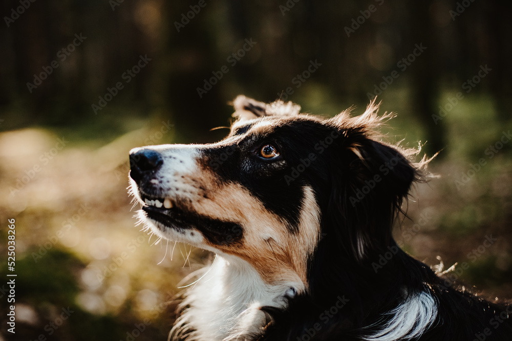 Border collie