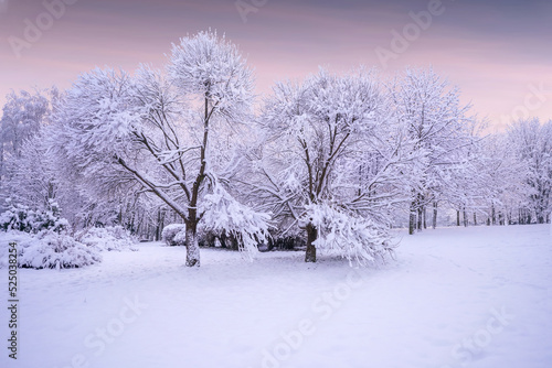 Beautiful natural landscape of city park in winter with fluffy deciduous trees covered with hoarfrost and snow caps at sunset in lilac and pink tones. © Laura Pashkevich