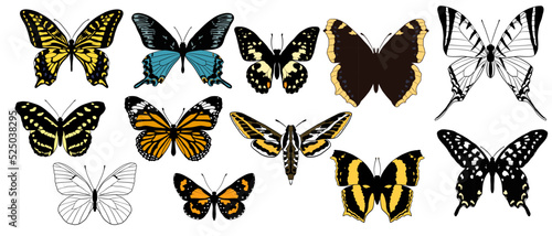 vector drawing collection of butterflies, isolated at white background, hand drawn illustration