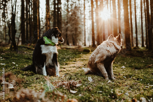Berger belge Tervuren