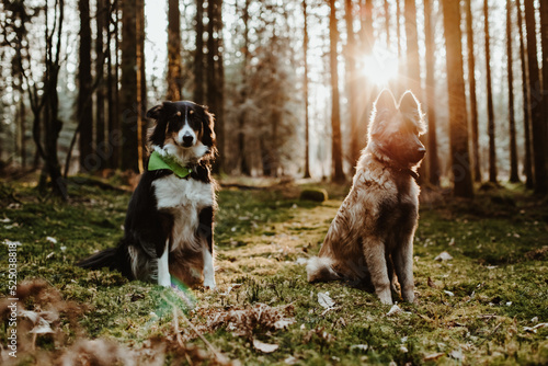 Berger belge Tervuren