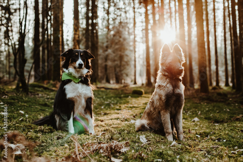 Berger belge Tervuren