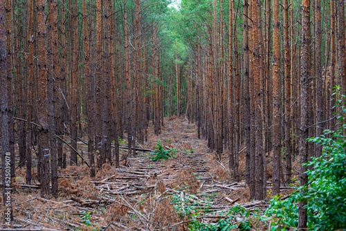 Forestry in monoculture with Scots pine close to the famous Wilmersdorfer Waldfriedhof Stahnsdorf in the federal state of Brandenburg in the south of Berlin