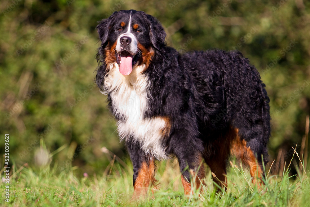 bernese mountain dog standing sideways in grass in front of a bush