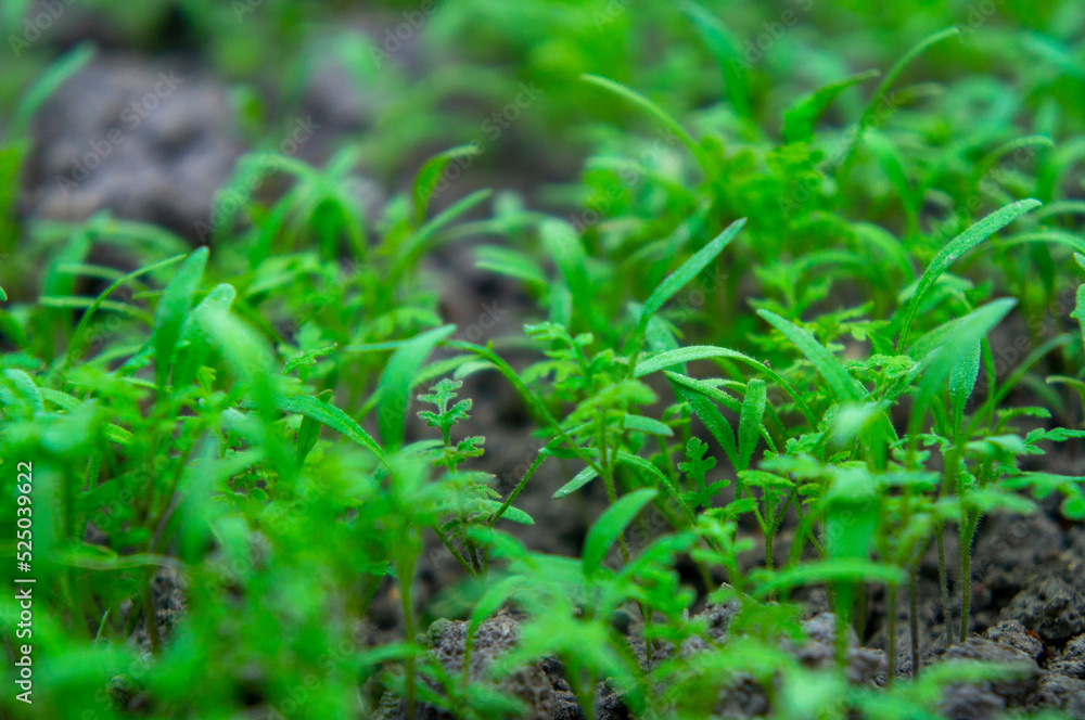 Summer green grass closeup. Agricultural field with plants in the sun. Background for graphic design of agro booklet.