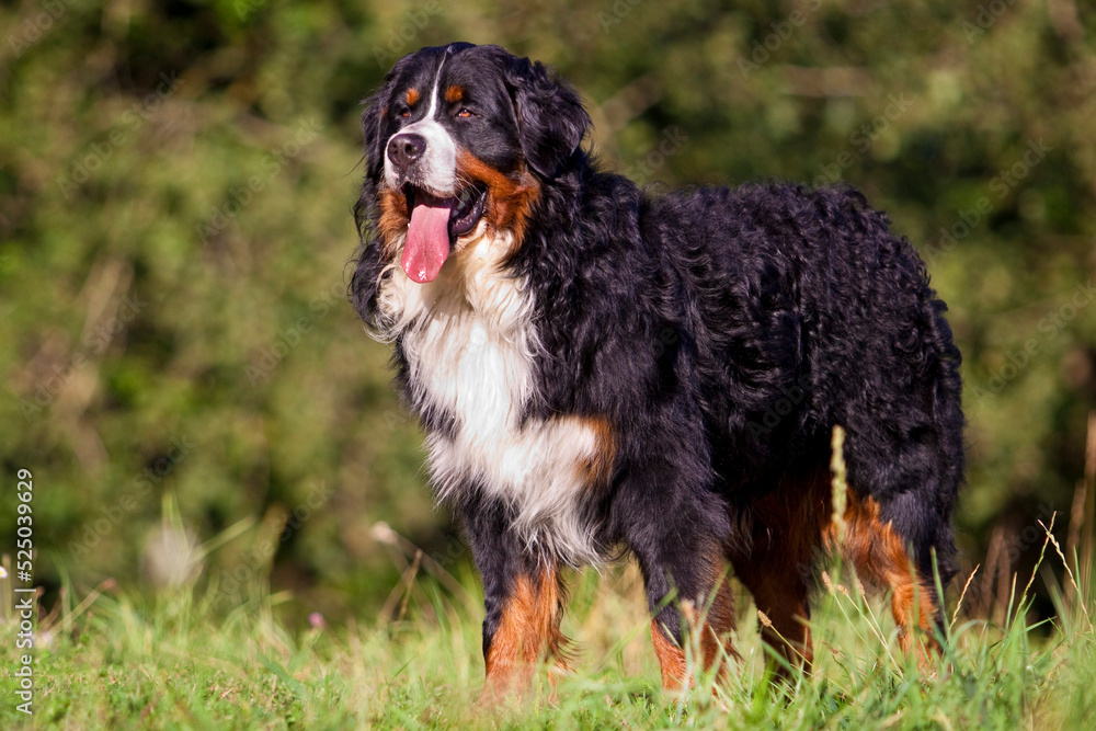 bernese mountain dog standing sideways in grass in front of a bush bernese mountain dog standing sideways in grass in front of a bush