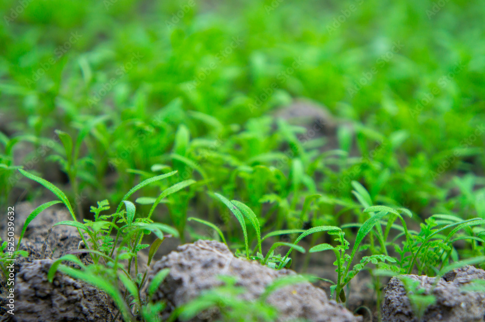 Obraz premium Summer green grass closeup. Agricultural field with plants in the sun. Background for graphic design of agro booklet.