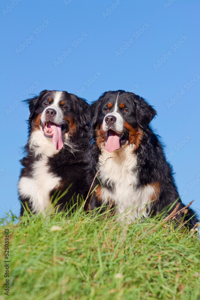 two bernese mountain dogs posing next to each other in front of a blue sky