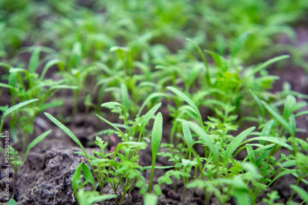 Summer green grass closeup. Agricultural field with plants in the sun. Background for graphic design of agro booklet. Summer green grass closeup. Agricultural field with plants in the sun. Background for graphic design of agro booklet.