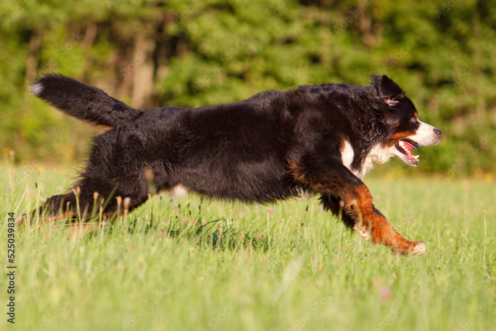 bernese mountain dog running sideways through grass bernese mountain dog running sideways through grass