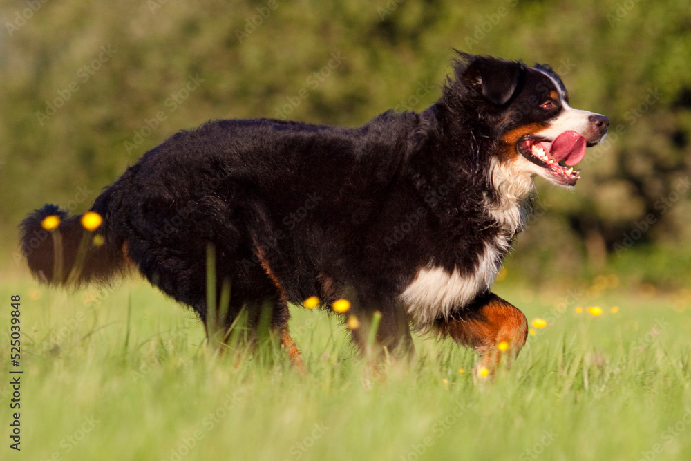 Fototapeta premium bernese mountain dog running sideways through grass