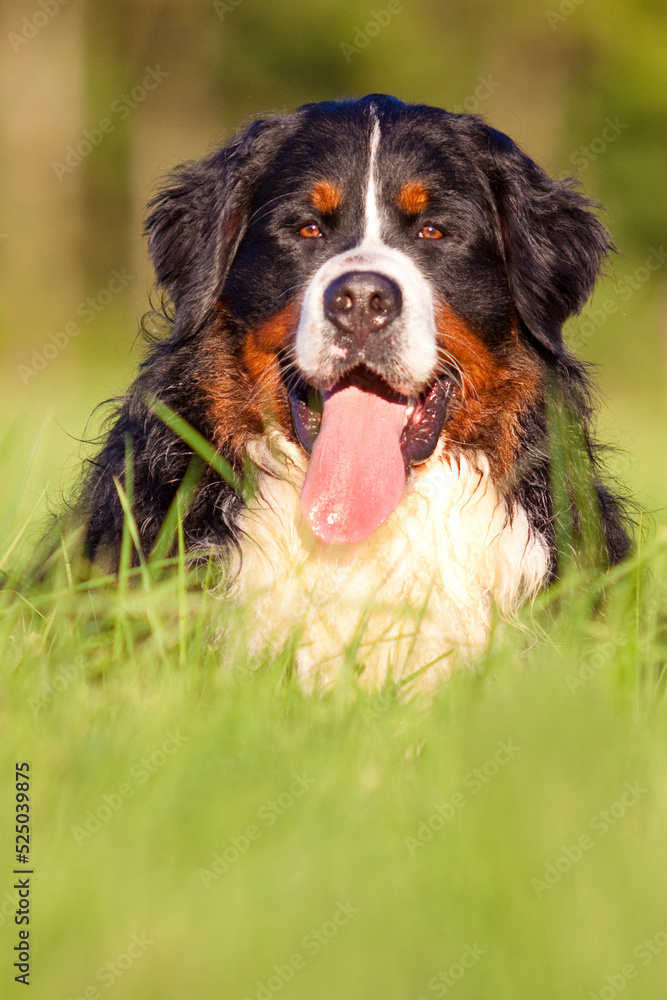 bernese mountain dog outdoor portrait with tongue out