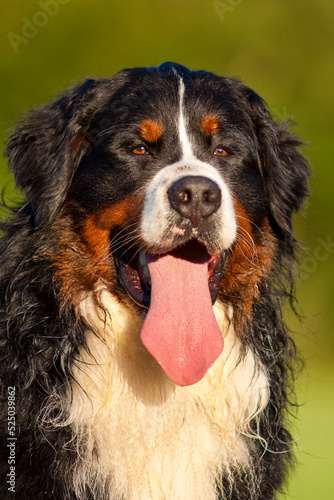 bernese mountain dog outdoor portrait with tongue out