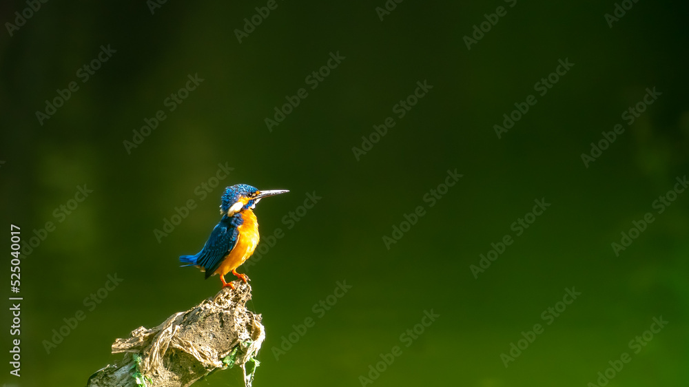 Fototapeta premium common kingfisher, also known as the Eurasian kingfisher