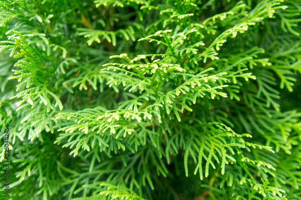 Green nature background with coniferous branches on a summer day Green nature background with coniferous branches on a summer day