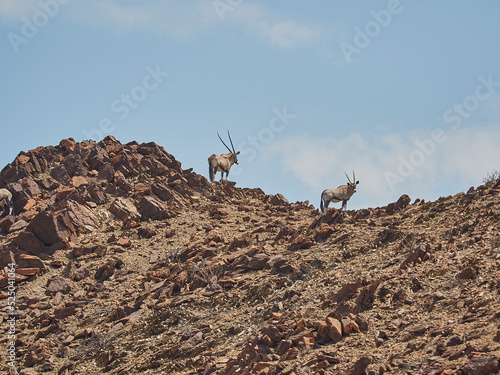 Oryx antelopes standing on the ridge of a rocky mountain photo