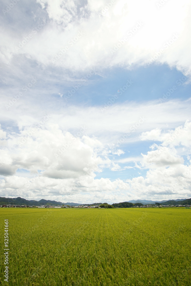 イネ成長中　丹波篠山市　田園風景　8月上旬