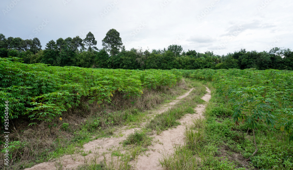 Country road in Cassava farm, Outdoor background Country road in Cassava farm, Outdoor background