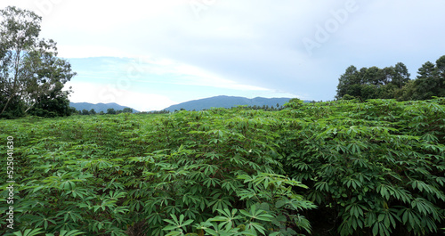Cassava tree growth, Agriculture background
