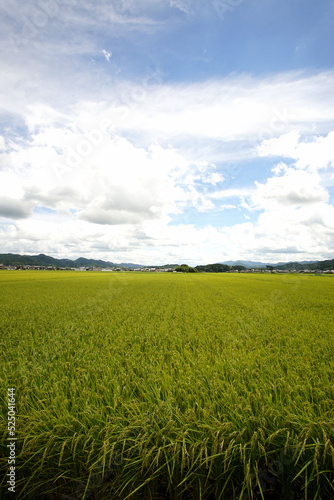 イネ成長中　丹波篠山市　田園風景　8月上旬
