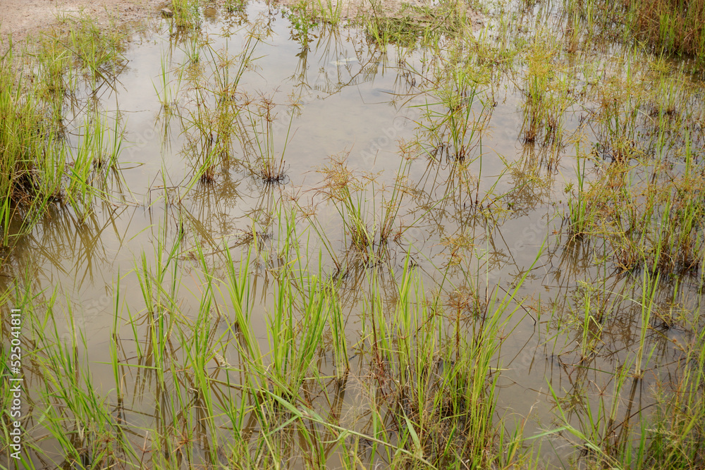 Grass plant with flooding water, High angle view Grass plant with flooding water, High angle view