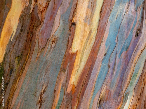 Eucalyptus' bark photo