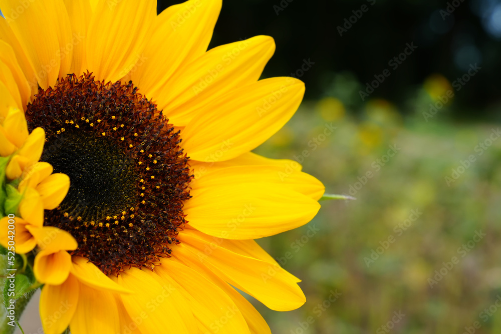 sunflowers close up. Black and yellow striped bee, honey bee, pollinating sunflowers close up. A bumblebee pollinating on a yellow sunflower close-up. sunflowers close up. Black and yellow striped bee, honey bee, pollinating sunflowers close up. A bumblebee pollinating on a yellow sunflower close-up.