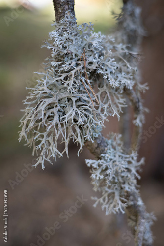Autumn blue plant in a pine branch, very rustic and calm photography © Julia