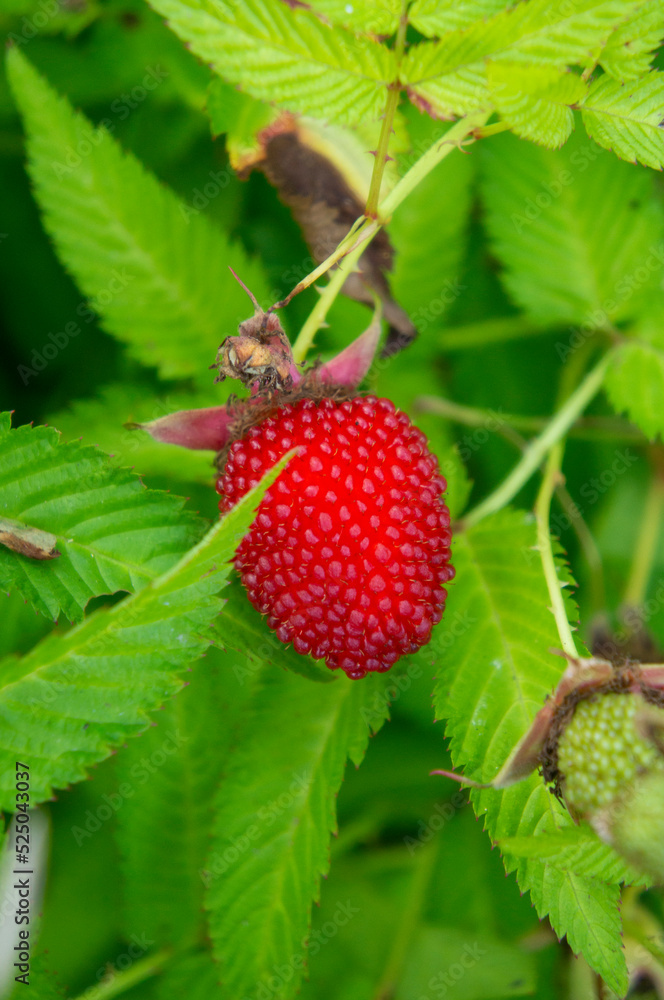 A red ripe large berry on a branch in the garden. Harvest A red ripe large berry on a branch in the garden. Harvest