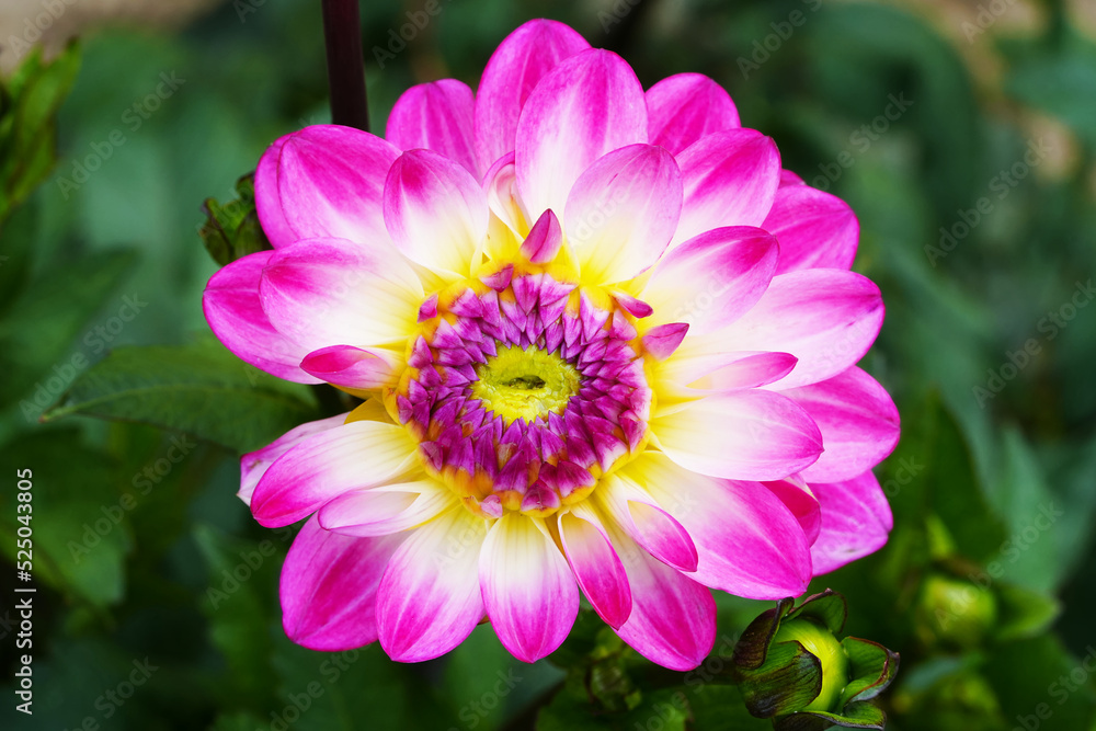 dahlia flower. Beautiful chrysanthemum close-up, rhythm and texture of delicate petals. macro photography dahlia flower. Beautiful chrysanthemum close-up, rhythm and texture of delicate petals. macro photography