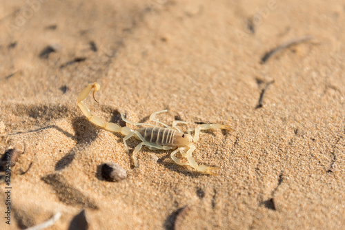 Scorpion in his natural environment found in the desert of the Middle East