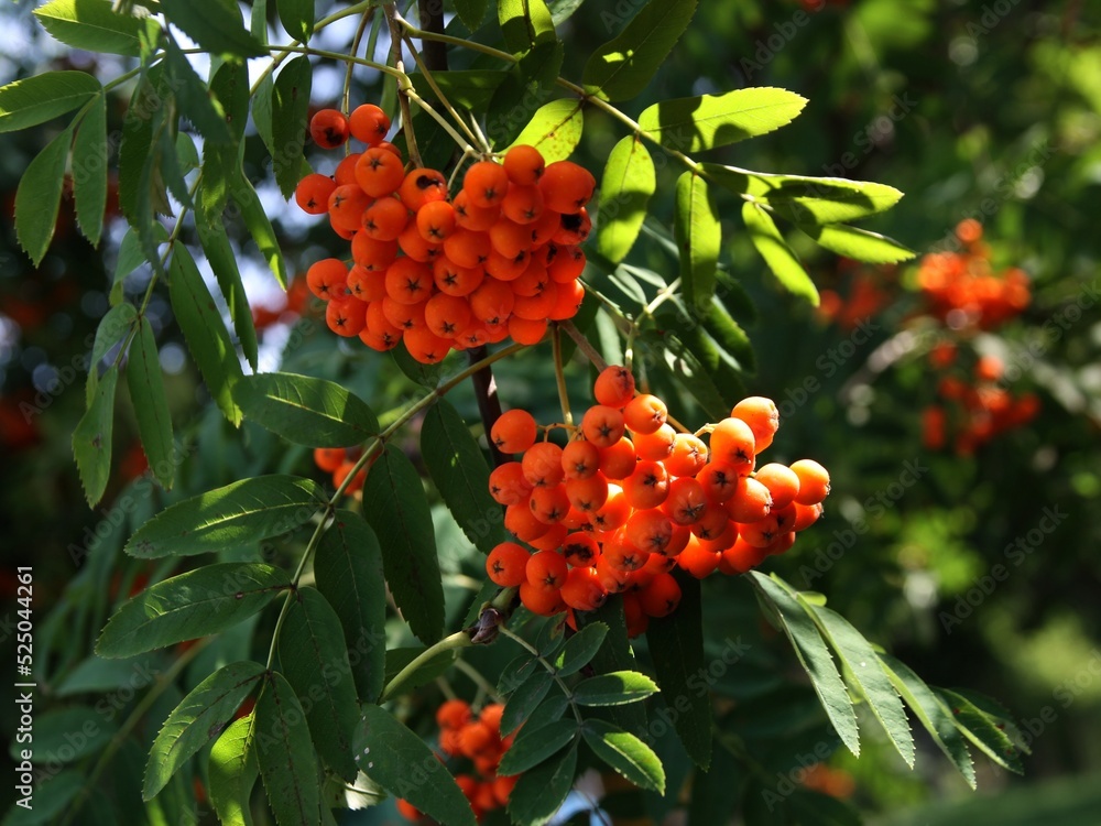 rowan tree with clusters of red,ripe fruits in summer - obrazy, fototapety, plakaty 