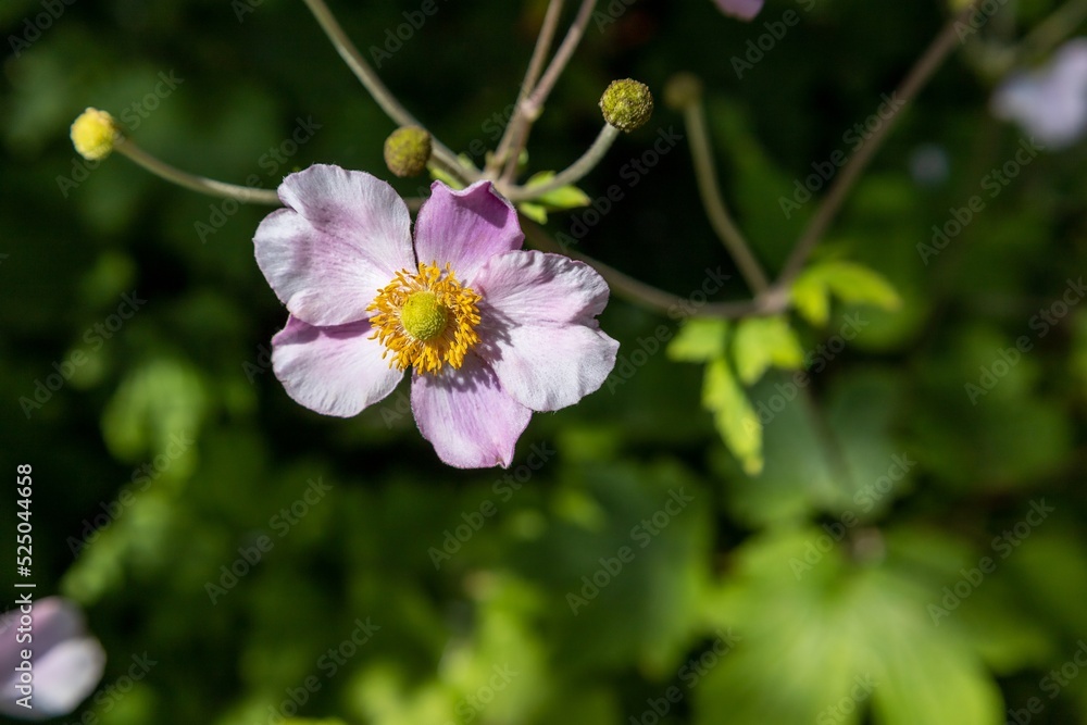 Obraz premium Anemone