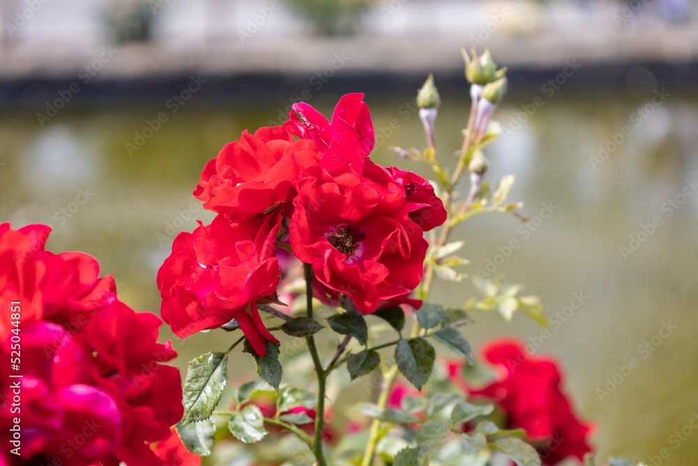 Fototapeta premium Zimt-Rose
