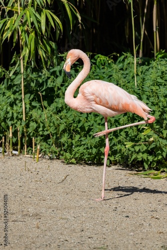 Flamingo photo