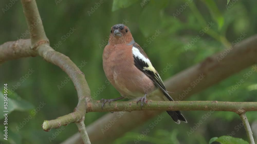 common chaffinch juvenile perched forest leaf move head natural world norway common chaffinch juvenile perched forest leaf move head natural world norway