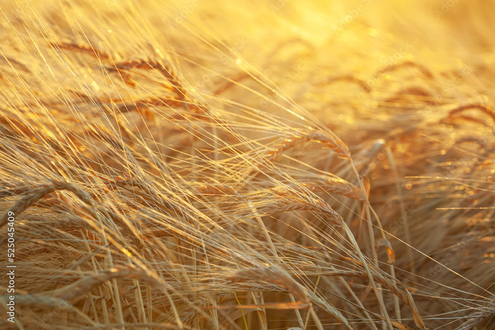 Cereal Field With Barley Ears Of Wheat In The Evening Sun. Еars of Barley at sunset. Backdrop of ripening ears of gold wheat field on the sunset. Autumn harvest. Cereal Field With Barley Ears Of Wheat In The Evening Sun. Еars of Barley at sunset. Backdrop of ripening ears of gold wheat field on the sunset. Autumn harvest.