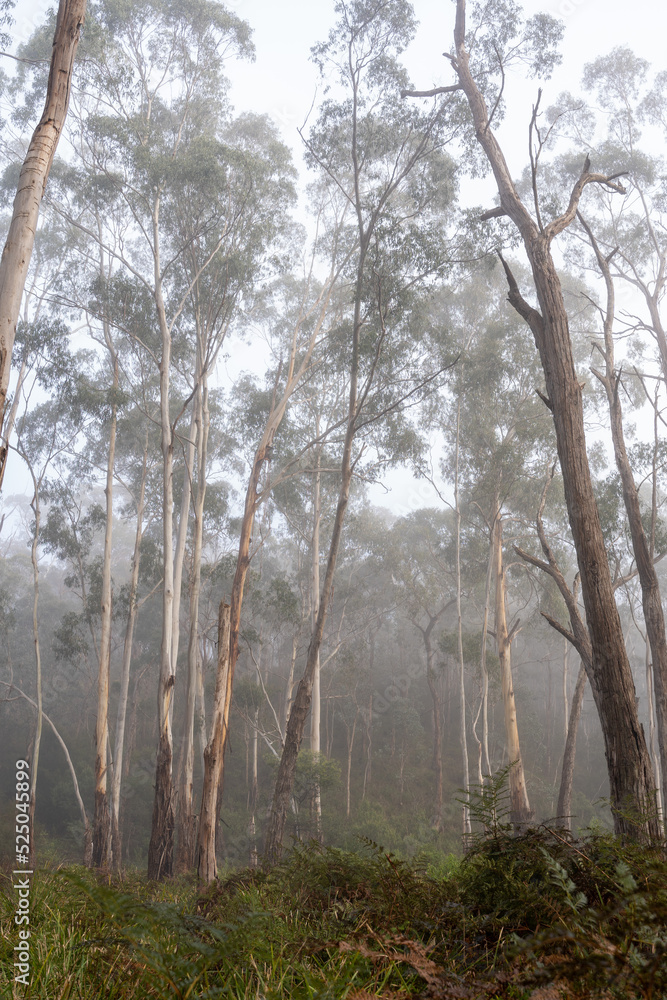 Fototapeta premium Misty morning in the eucalyptus forest in Watsons Creek, Victoria, Australia 
