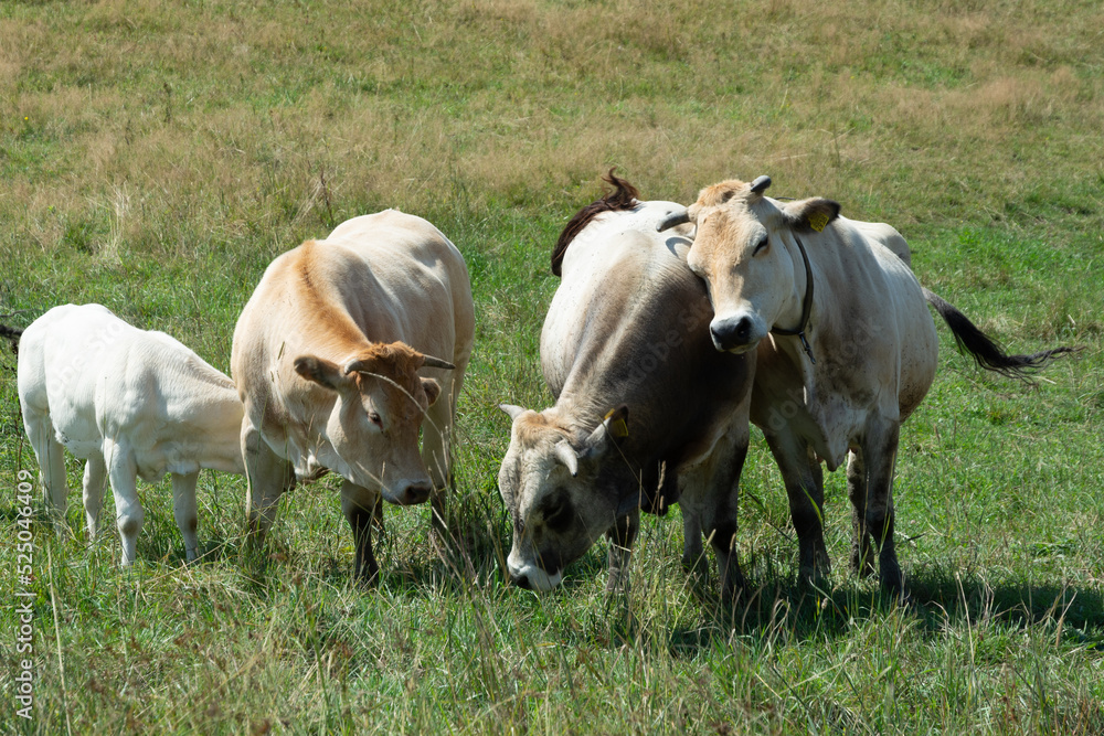 Grazing Cows