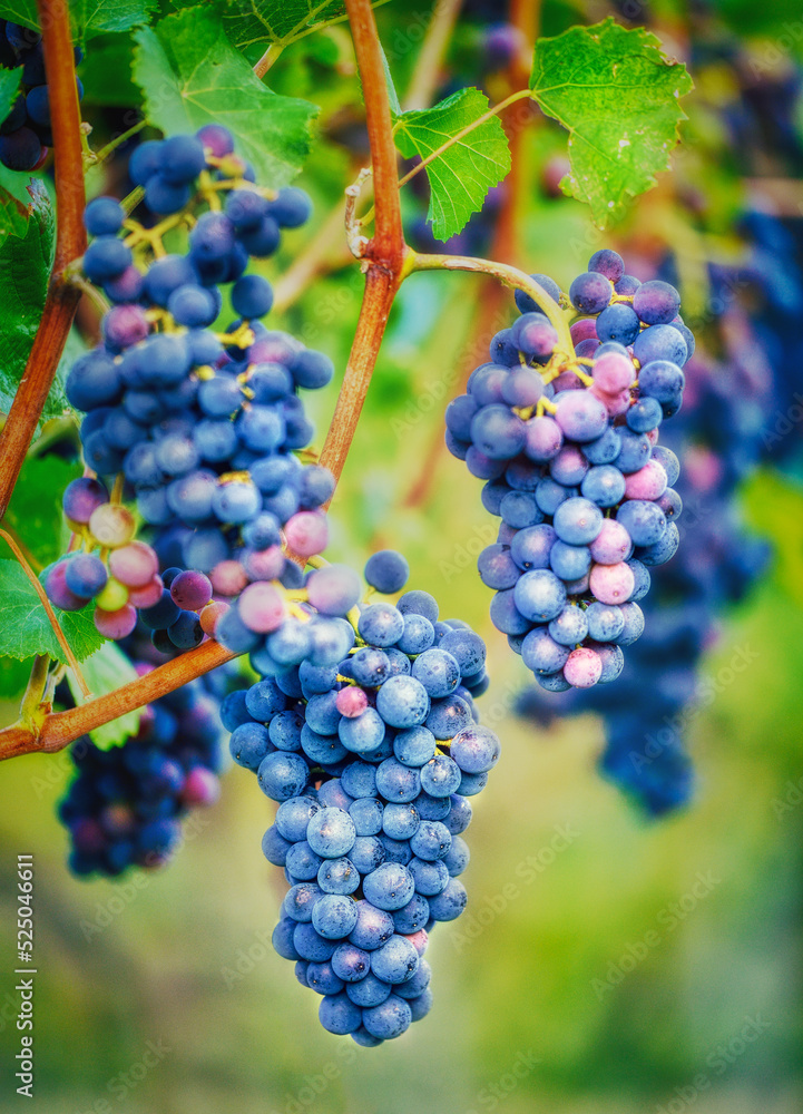 Bunch of grapes on vine
