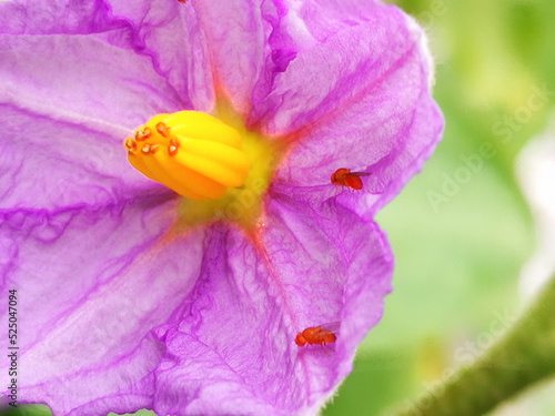 Purple colored flowers closeup of Eggplant with Fruit Fly Facts