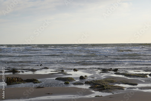 Fototapeta Naklejka Na Ścianę i Meble -  the remains of the petrified forest on Borth beach during low tide